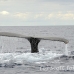 whale_humpback_sb_h_2950_dom3015.jpg